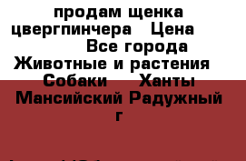 продам щенка цвергпинчера › Цена ­ 15 000 - Все города Животные и растения » Собаки   . Ханты-Мансийский,Радужный г.